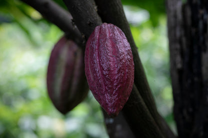 Vanilla Reverie – Mystic Valley Cacao